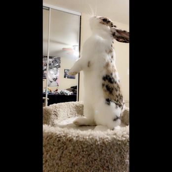 Ark Pet Hospital - just wanted to show how cute she is - Veterinarians Near Me - Antioch, California Ark Pet Hospital - just wanted to show how cute she is - Veterinarians Near Me - Antioch, California