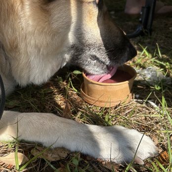 Pawlicious - Licking goodness - Ice Cream & Frozen Yogurt Near Me Pawlicious - Licking goodness - Ice Cream & Frozen Yogurt Near Me