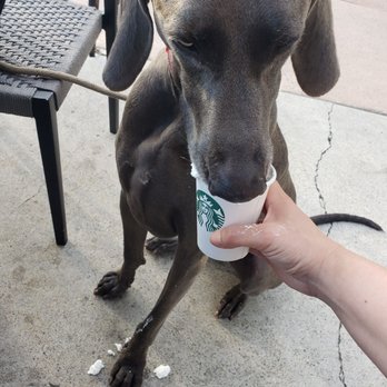 Starbucks - Puppacino - Coffee & Tea Near Me - Bonita, California Starbucks - Puppacino - Coffee & Tea Near Me - Bonita, California