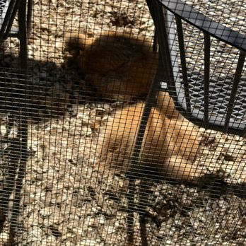 Ojo Santa Fe Spa Resort - Chickens - Resorts Near Me - Santa Fe, New Mexico