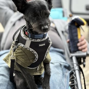 Yelm Veterinary Hospital - Sammy happy after surgery - toothless but happy! - Veterinarians Near Me - Yelm, Washington Yelm Veterinary Hospital - Sammy happy after surgery - toothless but happy! - Veterinarians Near Me - Yelm, Washington