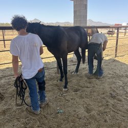 Desert Horse Farrier Service