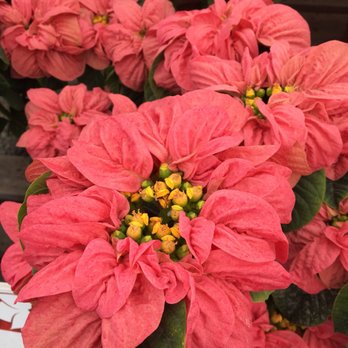 The Flower Fields - Poinsettias - Venues & Event Spaces Near Me - Carlsbad, California