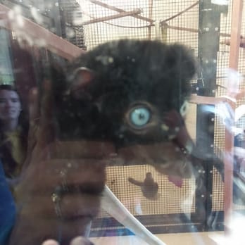 Duke University Lemur Center - My, what big, blue eyes you have! - Zoos Near Me - Durham, North Carolina