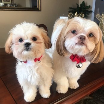 Paws Appeal Pet Salon - Groomed pups - Pet Services Near Me - Rosemount, Minnesota Paws Appeal Pet Salon - Groomed pups - Pet Services Near Me - Rosemount, Minnesota