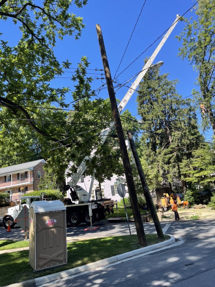 Alfaro's Tree Expert - tree service in North Potomac, MD