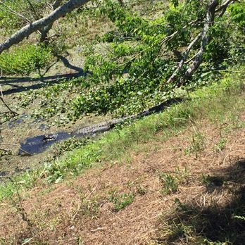 Brazos Bend State Park - Parks Near Me - Needville, Texas Brazos Bend State Park - Parks Near Me - Needville, Texas