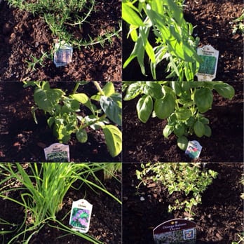 999 Hiawatha Apartments - The Hiawatha Herb Garden - Apartments Near Me - Seattle, Washington