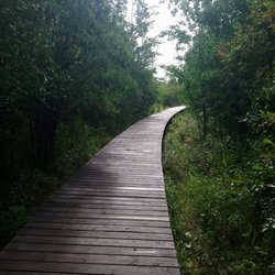 Clifford E Lee Nature Sanctuary - Boardwalk. Reasonably maintained