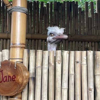 Adventureland Treehouse - 11/10/23 - Amusement Parks Near Me - Anaheim, California Adventureland Treehouse - 11/10/23 - Amusement Parks Near Me - Anaheim, California