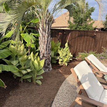 Dallas Cove Landscaping - a palm tree in the back yard - Lawn Services Near Me Dallas Cove Landscaping - a palm tree in the back yard - Lawn Services Near Me