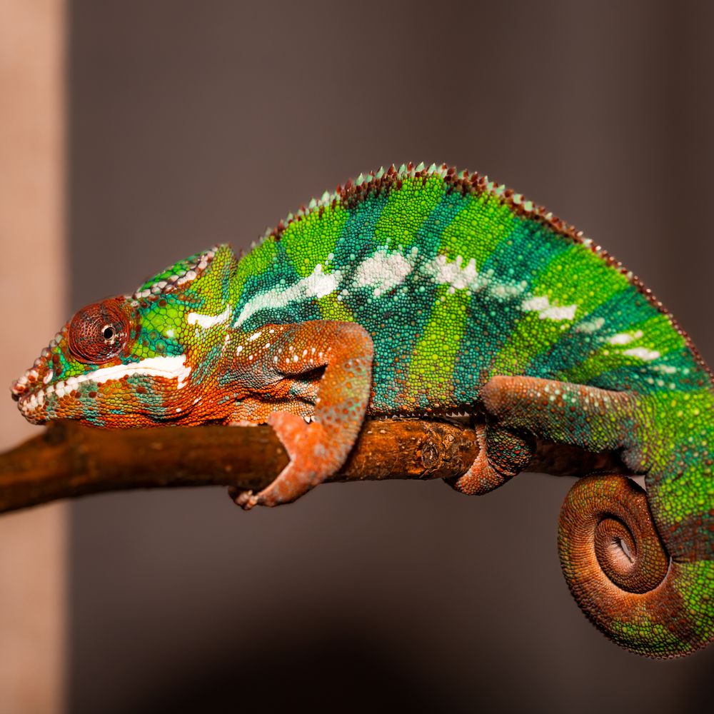 PNW Reptile Bites Logo