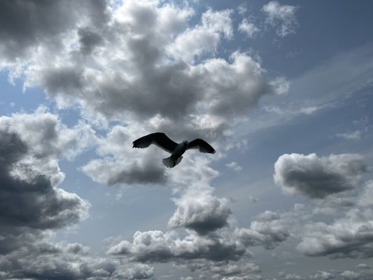 Lucky Catch Cruises by null