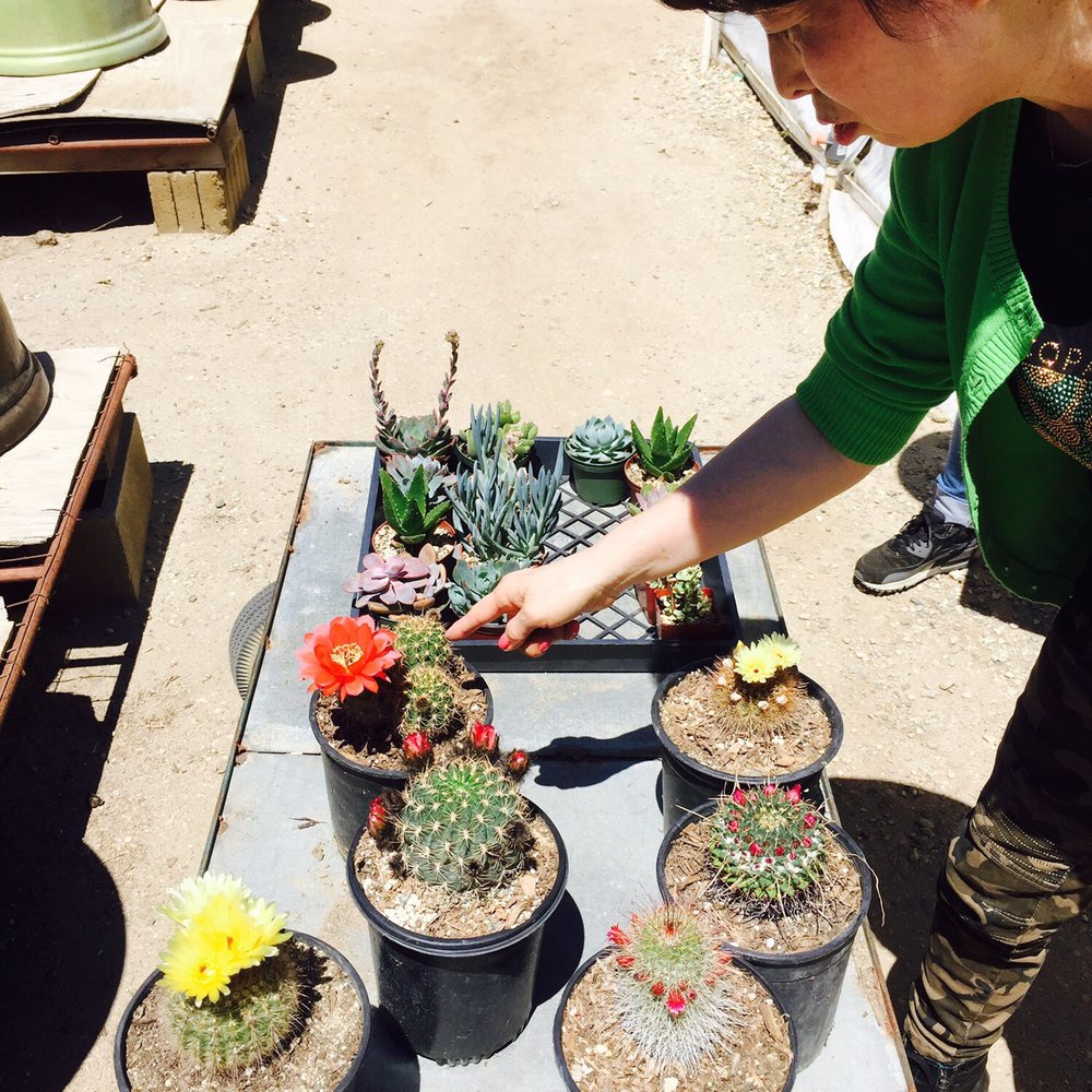 Sal’s Cactus Mart - Nurseries & Gardening Near Me - Fillmore, California Sal’s Cactus Mart - Nurseries & Gardening Near Me - Fillmore, California