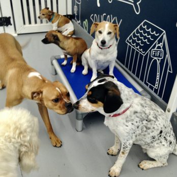 PawsCLE - Pet Boarding Near Me - Cleveland Heights, Ohio