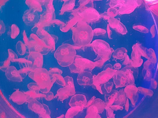 Sea Life Scheveningen by null