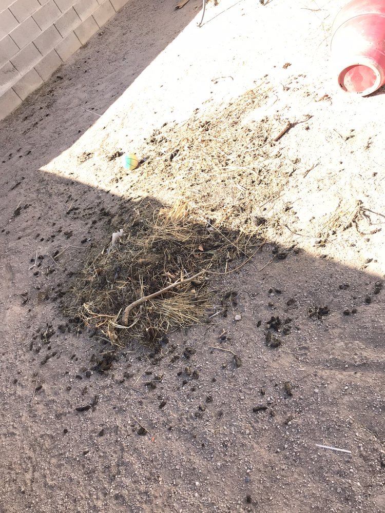 LAS VEGAS POOP SCOOPERS Updated September 2024 37 Photos & 36