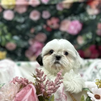 Puppy Time Puppies - Pet Stores Near Me - Scottsdale, Arizona Puppy Time Puppies - Pet Stores Near Me - Scottsdale, Arizona