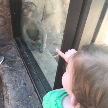 Phoenix Zoo - Monkey - Zoos Near Me - Phoenix, Arizona Phoenix Zoo - Monkey - Zoos Near Me - Phoenix, Arizona