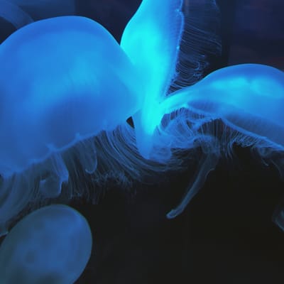 Sea Life Scheveningen by null