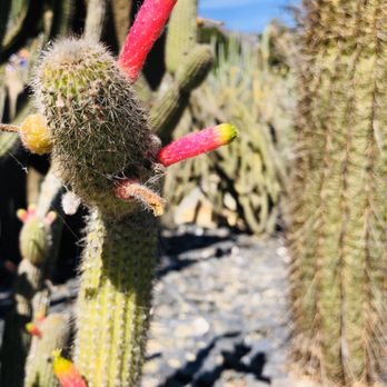 Lotusland - Many different varieties of cacti everywhere. - Botanical Gardens Near Me - Santa Barbara, California Lotusland - Many different varieties of cacti everywhere. - Botanical Gardens Near Me - Santa Barbara, California