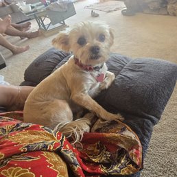 Darla the Yorkie / Pomeranian Darla the Yorkie / Pomeranian