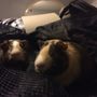 Photo of Tails In a Tub