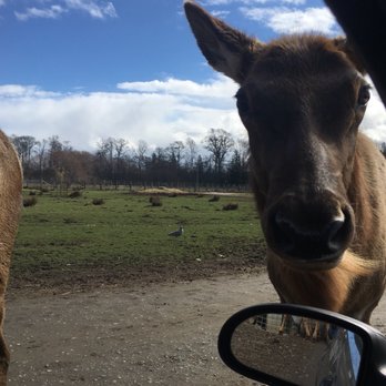 Olympic Game Farm - Zoos Near Me - Sequim, Washington Olympic Game Farm - Zoos Near Me - Sequim, Washington