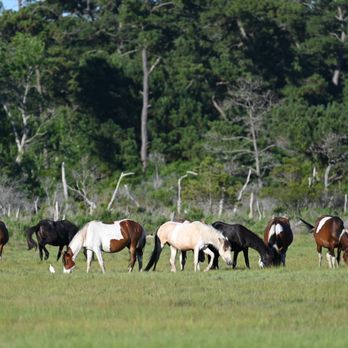 Captain Casey's Island Cruises - Boat Tours Near Me - Chincoteague, Virginia