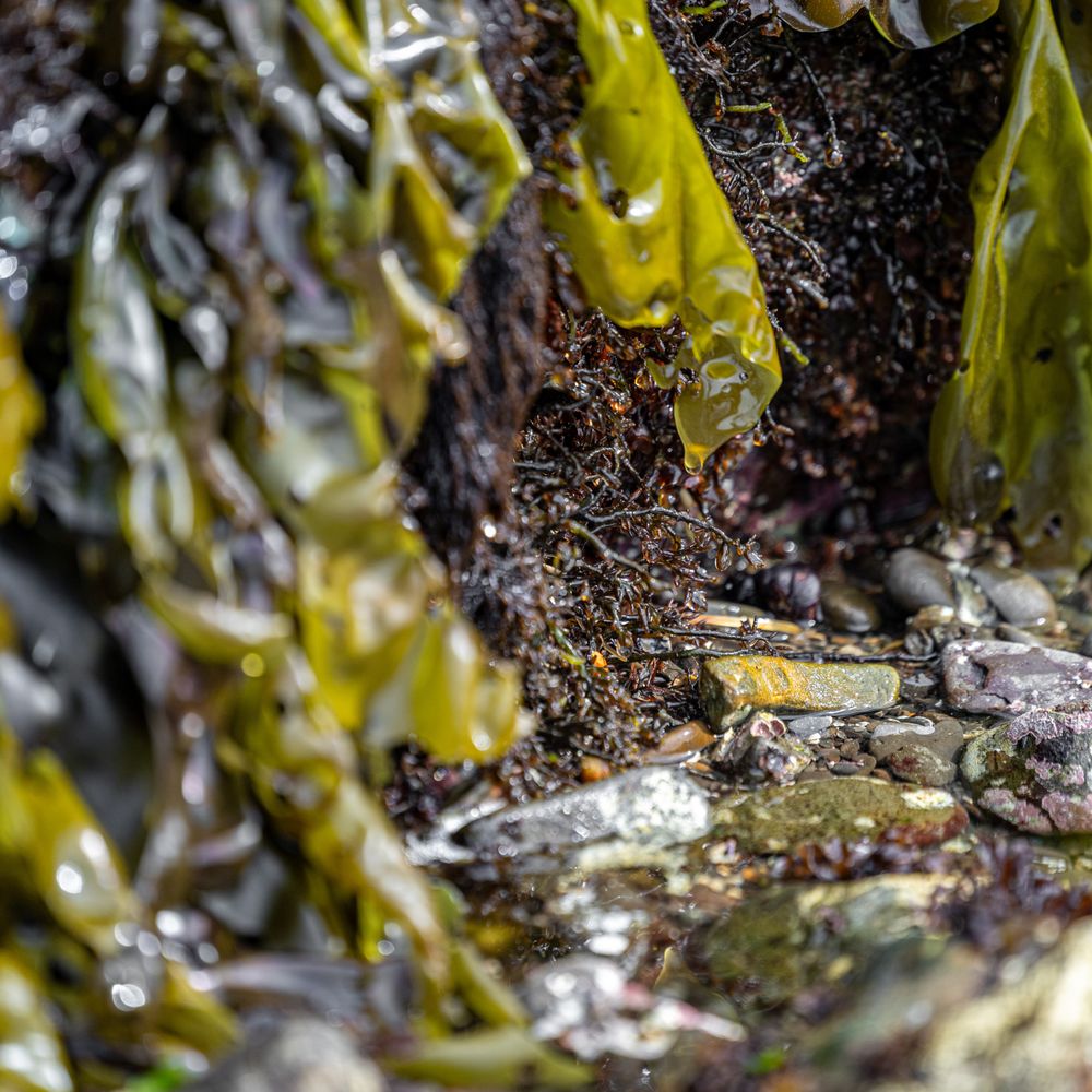 Fitzgerald Marine Reserve - Fitzgerald Marine Reserve - Parks Near Me - Moss Beach, California