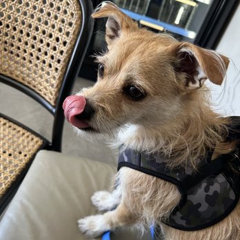 Dogue - Loved the puppicinno - Pet Stores Near Me - San Francisco, California