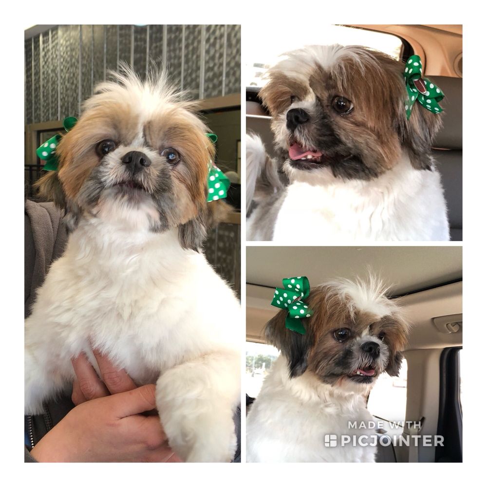 lucy's doggy daycare locations