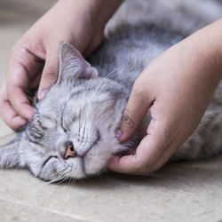 Smitten Kitten Cat Sittin