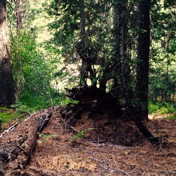 Plumas-Eureka State Park - An uprooted tree along the Campsite-Museum trail - Parks Near Me - Blairsden, California Plumas-Eureka State Park - An uprooted tree along the Campsite-Museum trail - Parks Near Me - Blairsden, California