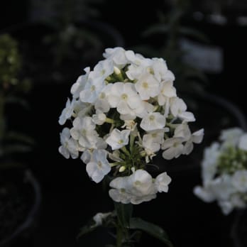 Riverbend Nurseries - Phlox paniculata 'Peacock White' - Nurseries & Gardening Near Me - Thompson's Station, Tennessee Riverbend Nurseries - Phlox paniculata 'Peacock White' - Nurseries & Gardening Near Me - Thompson's Station, Tennessee