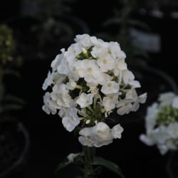 Riverbend Nurseries - Phlox paniculata 'Peacock White'