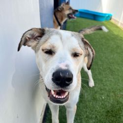 Doggin' Around Daycare