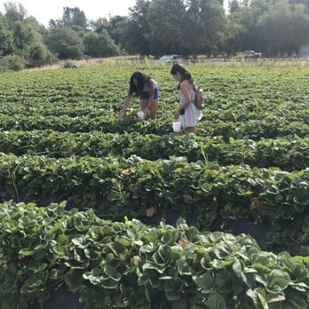 Granny Mays Strawberry Farm - Pick Your Own Farms Near Me - Granite Bay, California Granny Mays Strawberry Farm - Pick Your Own Farms Near Me - Granite Bay, California