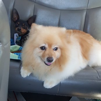 Viva La Pooch - After - Pet Groomers Near Me - Mission Viejo, California Viva La Pooch - After - Pet Groomers Near Me - Mission Viejo, California