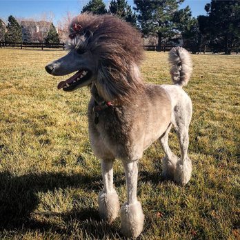Colorado Dog - Pet Groomers Near Me - Parker, Colorado Colorado Dog - Pet Groomers Near Me - Parker, Colorado