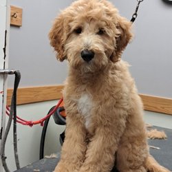 Alpha Dog Grooming