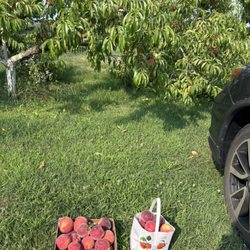 Union Lake Peach Orchard - I bought a bag of ripe peaches and a box of "seconds" for cooking on August 3, 2025