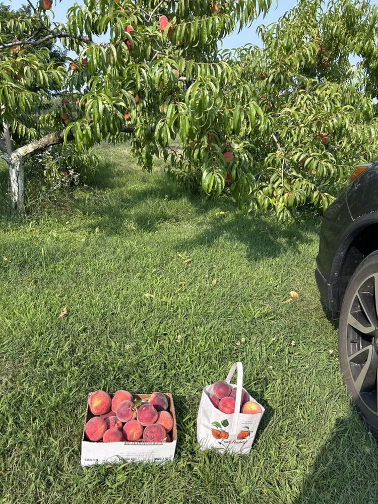 Union Lake Peach Orchard Logo