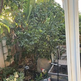 Overgrown trees despite two visits from yard techs