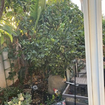Yard Techs - Overgrown trees despite two visits from yard techs - Gardeners Near Me
