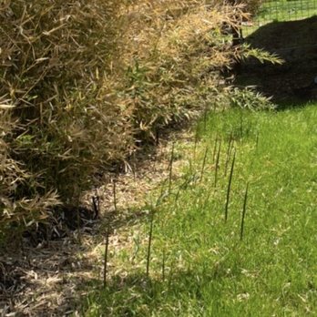 Moon Valley Nurseries - Bamboo sprouts shooting up feet away from plants (running) - Nurseries & Gardening Near Me - Austin, Texas Moon Valley Nurseries - Bamboo sprouts shooting up feet away from plants (running) - Nurseries & Gardening Near Me - Austin, Texas