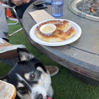 Headlands Brewing - Zoe and a pretzel ;) - Breweries Near Me - Lafayette, California