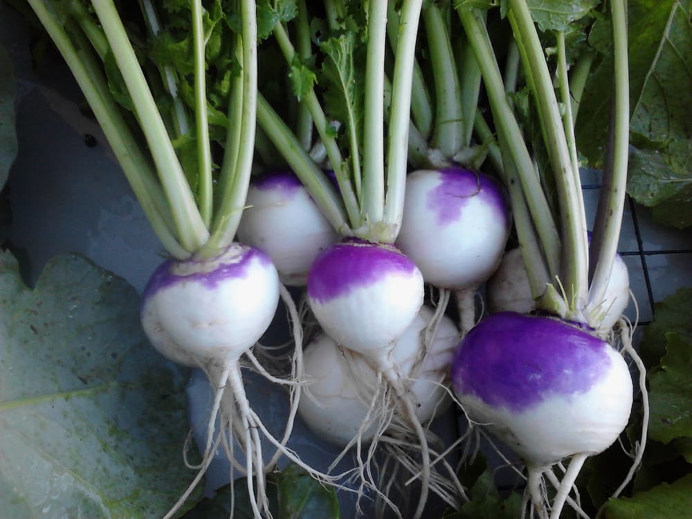 Food from Foggy Hill Farm