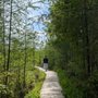Photo of Mer Bleue bog
