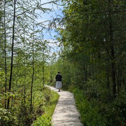 Mer Bleue bog - Boardwalk
